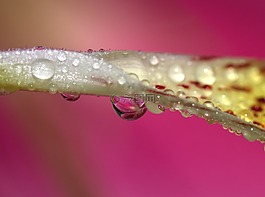 花瓣,濕,黃色