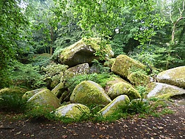 森林,樹,木材