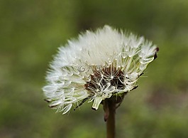 花卉,性質(zhì),鮮花