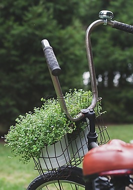 自行車,籃,植物