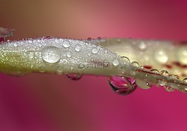 花瓣,濕,黃色