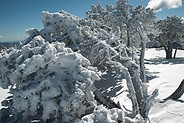 雪,樹,冬天