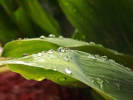 鈴蘭,性質(zhì),雨滴
