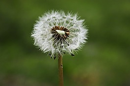花卉,性質(zhì),鮮花