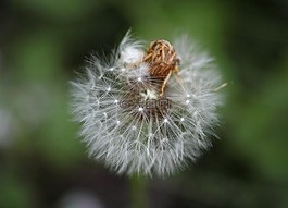 蒲公英,花卉,性質(zhì)