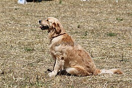 金毛獵犬,動物,狗