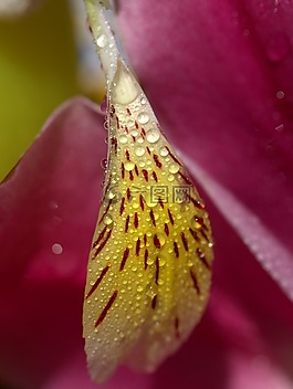 花瓣,濕,黃色
