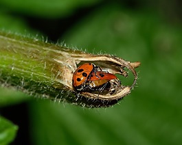甲蟲(chóng),瓢蟲(chóng),宏