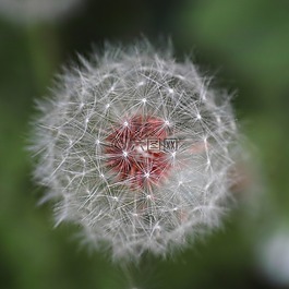 花卉,性質,鮮花