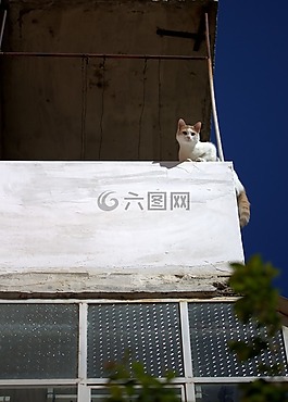 貓,陽臺,高度