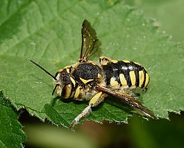 昆蟲(chóng),黃蜂,宏