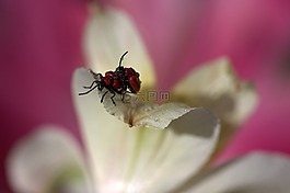 昆蟲(chóng),紅色,交配