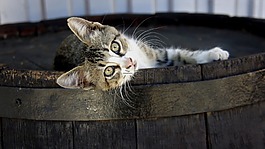 猫,小猫,木
