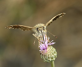 昆蟲,蝴蝶,蛾