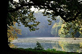 木材,湖,湖濱區(qū)