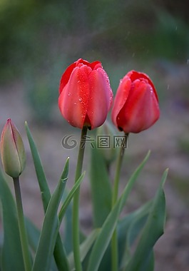 郁金香,紅色,雨