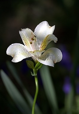 百合,花卉,野