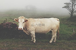 牛,有霧,農(nóng)村
