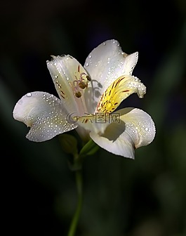 百合,花卉,野