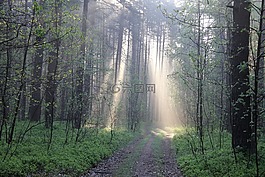 森林,5 月,光