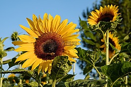 太陽花,花,鮮花