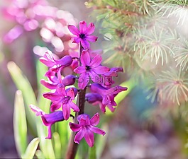 風(fēng)信子,粉紅色,花