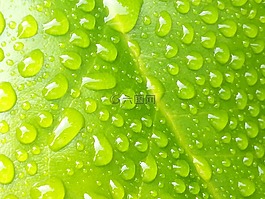 雨滴,葉子,綠色
