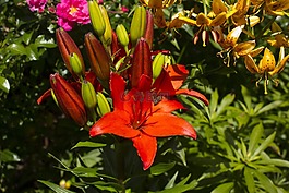 百合,花,開花