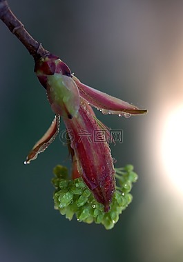 花卉,綠色,雨