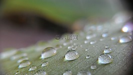 水,露水,早上