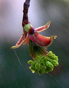 花卉,綠色,雨
