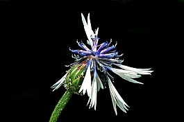 性質(zhì),花,矢車菊