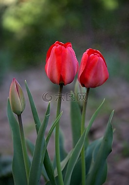 郁金香,紅色,雨
