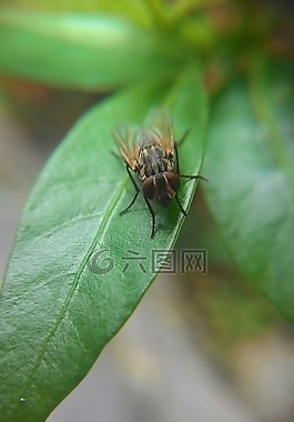 蒼蠅,葉,性質(zhì)