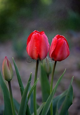 郁金香,紅色,雨