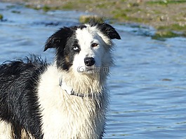 边境牧羊犬,黑色和白色,黑