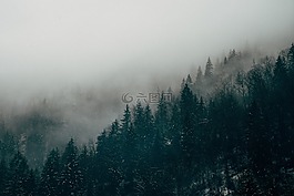 森林,霧,薄霧