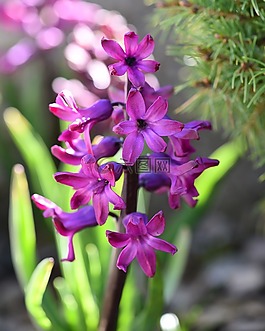 風(fēng)信子,花,廠