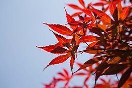 紅葉,天空,風(fēng)景