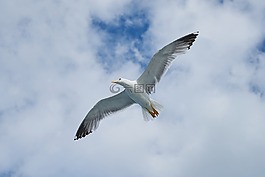 海鷗,鳥,翼