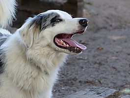 边境牧羊犬,狗,蓝梅尔