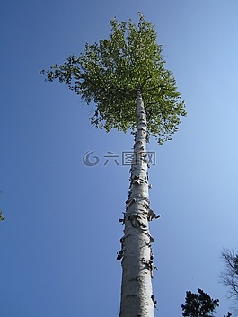 樹(shù),自然,森林