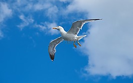 海鷗,鳥,翼