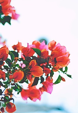 鲜花,橙色,粉红色