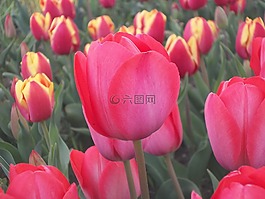 郁金香,花卉,鮮花