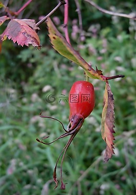 玫瑰果,秋季,紅色