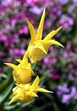 郁金香,黃色,花