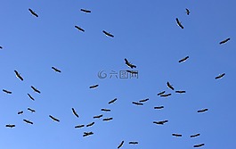 白鸛,stol,鳥(niǎo)類