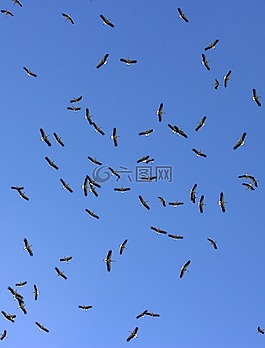 白鸛,stol,鳥(niǎo)類