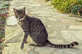 猫,迷路,虎斑猫